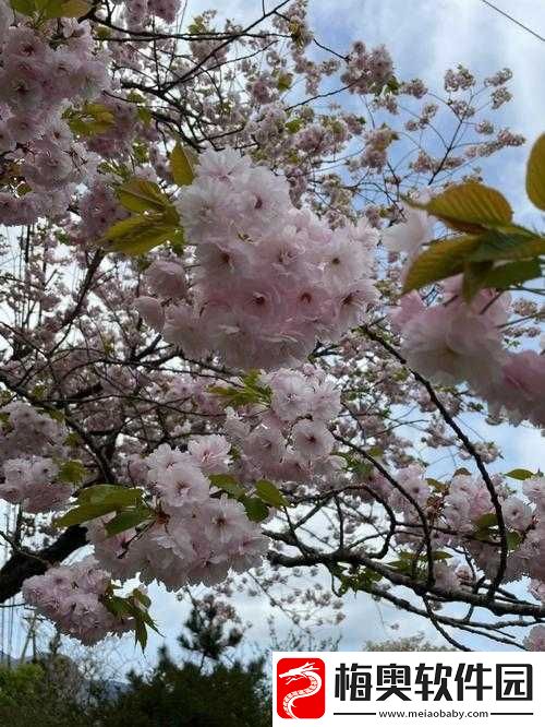 樱花官方站-IMMONE-用户的精彩之旅：从这里开启