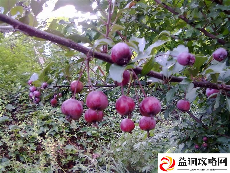 法国春满烂科技-潮流海红翻浪高