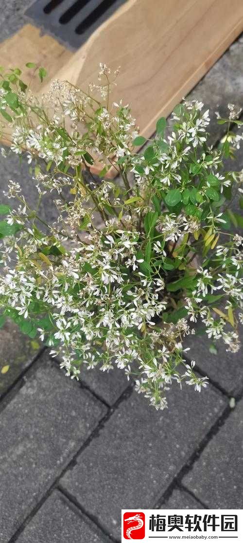浓精浇灌小白花和普通版对比