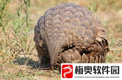 无底洞穿山甲终极攻略：征服地狱邪道的百分之百通行之道