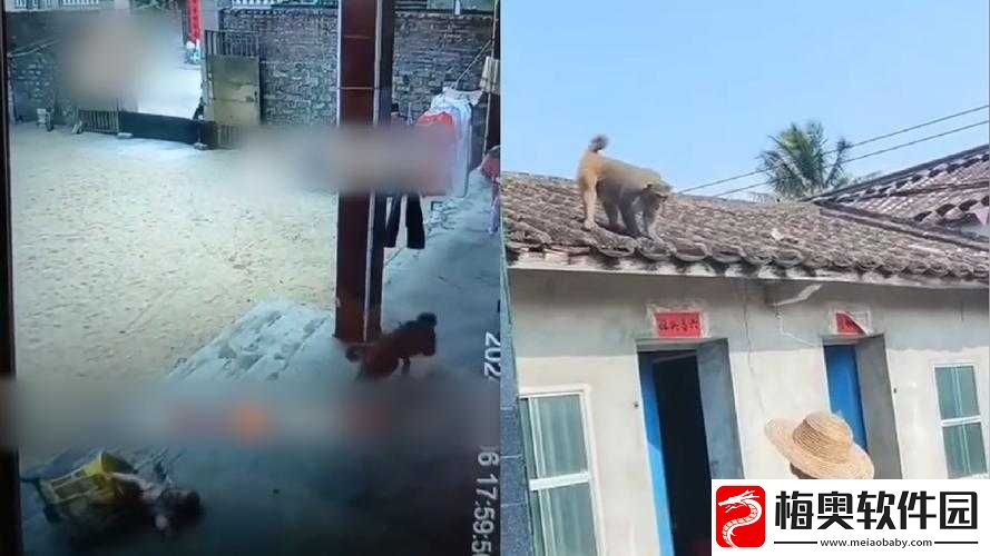二人生猴子全程无被子：太奇葩了
