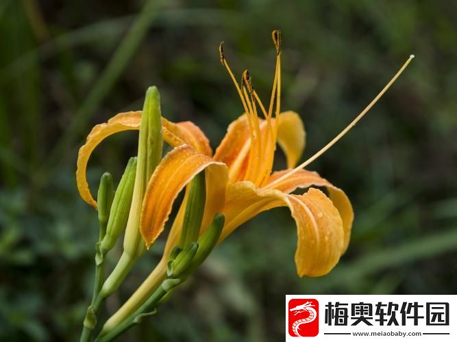 “仙踪林”探秘：忘忧花VS忘忧草科技界的“奇葩”对决！