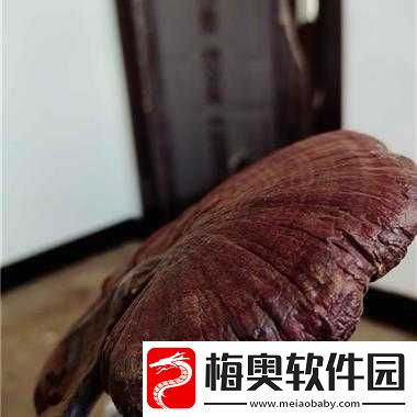 江湖秘闻：千年灵芝获取指南