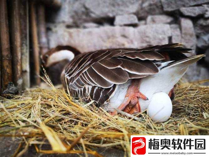 人可以日鹅的蛋到吗：探究可能性